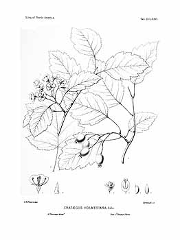 Illustration Crataegus holmesiana, Par Sargent, C.S., Silva of North America (1891-1902) Silva vol. 13 (1902), via plantillustrations 