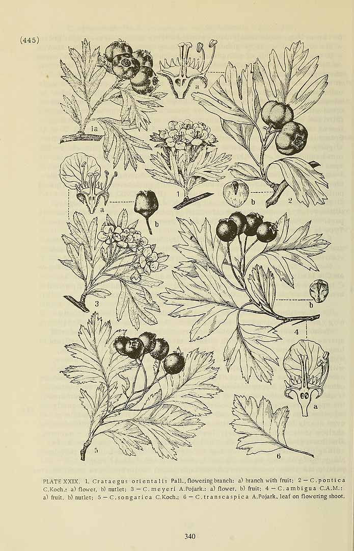 Illustration Crataegus pontica, Par Komarov (Komorov), V.L., Flora of the U.S.S.R. (1934-1964) Fl. URSS vol. 9 , via plantillustrations 