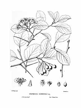 Illustration Crataegus succulenta, Par Sargent, C.S., Silva of North America (1891-1902) Silva vol. 13 (1902), via plantillustrations 