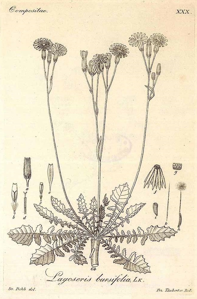 Illustration Crepis bursifolia, Par Reichenbach, H.G.L., Iconographia botanica seu plantae criticae (1823-1832) Iconogr. Bot. Pl. Crit. t. 30	f. 64 , via plantillustrations 