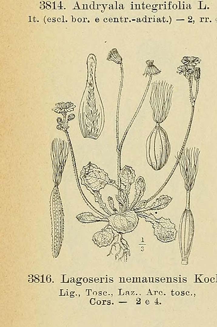 Illustration Crepis sancta, Par Fiori, A., Paoletti, G., Iconographia florae italicae (1895-1904) Iconogr. Fl. Ital., via plantillustrations 