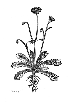 Illustration Crepis sancta, Par Woodblocks Museum Plantin-Moretus Woodblocks Plantin-Moretus, via plantillustrations 