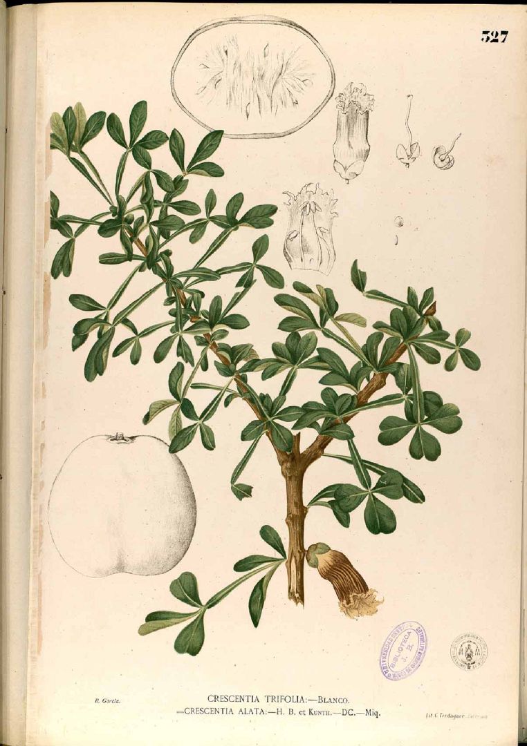 Illustration Crescentia alata, Par Blanco M. (Flora de Filipinas, t. 327, 1875), via plantillustrations 