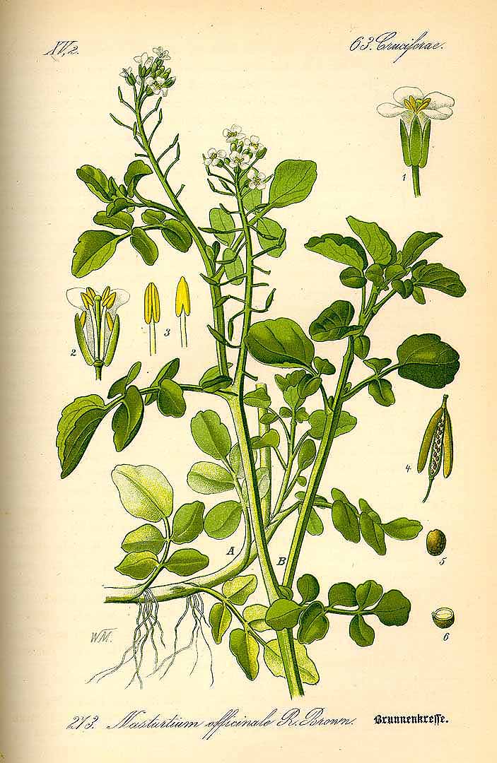Illustration Nasturtium officinale, Par Thomé, O.W., Flora von Deutschland Österreich und der Schweiz (1886-1889) Fl. Deutschl. vol. 2 (1885), via plantillustrations 