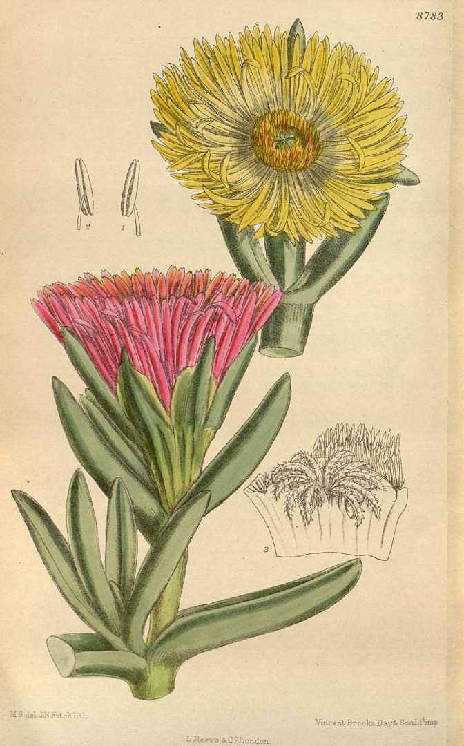 Illustration Carpobrotus edulis, Par Curtis´s Botanical Magazine (vol. 144 [ser. 4, vol. 14]: t. 8783, 1918) [M. Smith], via plantillustrations 
