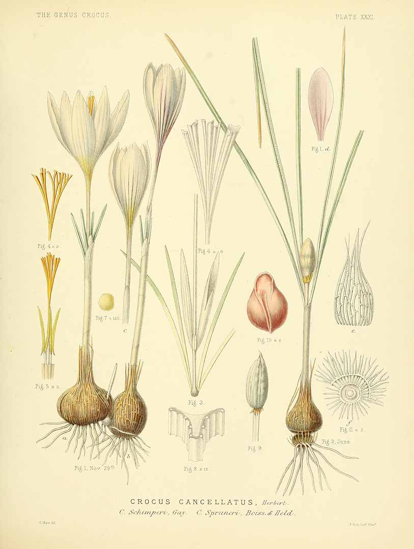 Illustration Crocus cancellatus, Par Maw, G., monograph of the genus Crocus (1886) Monogr. Crocus (1886), via plantillustrations 