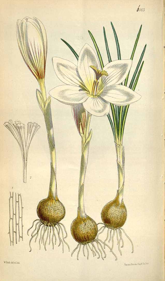 Illustration Crocus cancellatus, Par Curtis, W., Botanical Magazine (1800-1948) Bot. Mag. vol. 100 (1874), via plantillustrations 