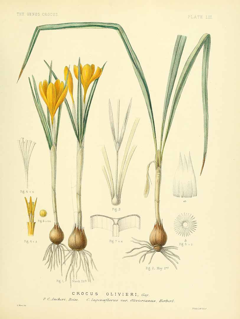 Illustration Crocus olivieri, Par Maw, G., monograph of the genus Crocus (1886) Monogr. Crocus (1886), via plantillustrations 