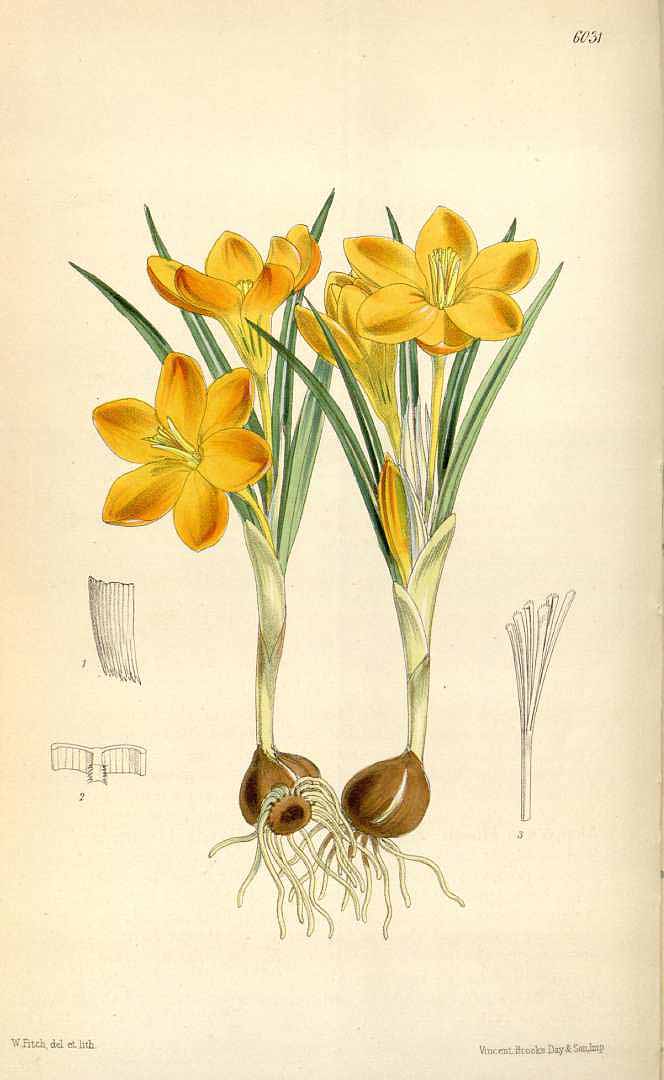 Illustration Crocus olivieri, Par Curtis, W., Botanical Magazine (1800-1948) Bot. Mag. vol. 99 (1873), via plantillustrations 