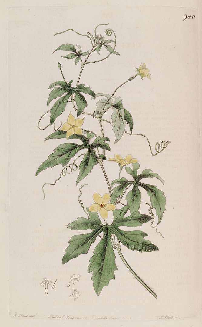 Illustration Cucumis africanus, Par Botanical Register (vol. 12: t. 980, 1826), via plantillustrations 