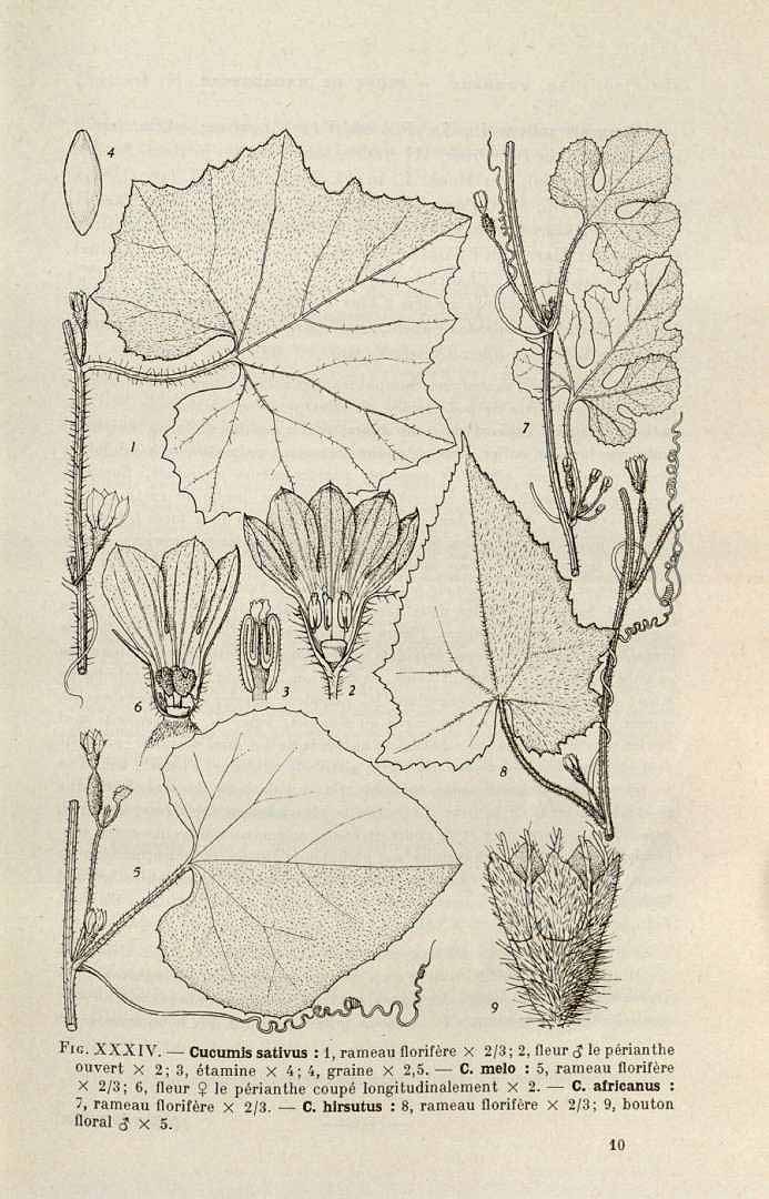 Illustration Cucumis africanus, Par Flore de Madagascar et des Comores, Cucurbitace?es (vol. 185: p. 145, 1966), via plantillustrations 