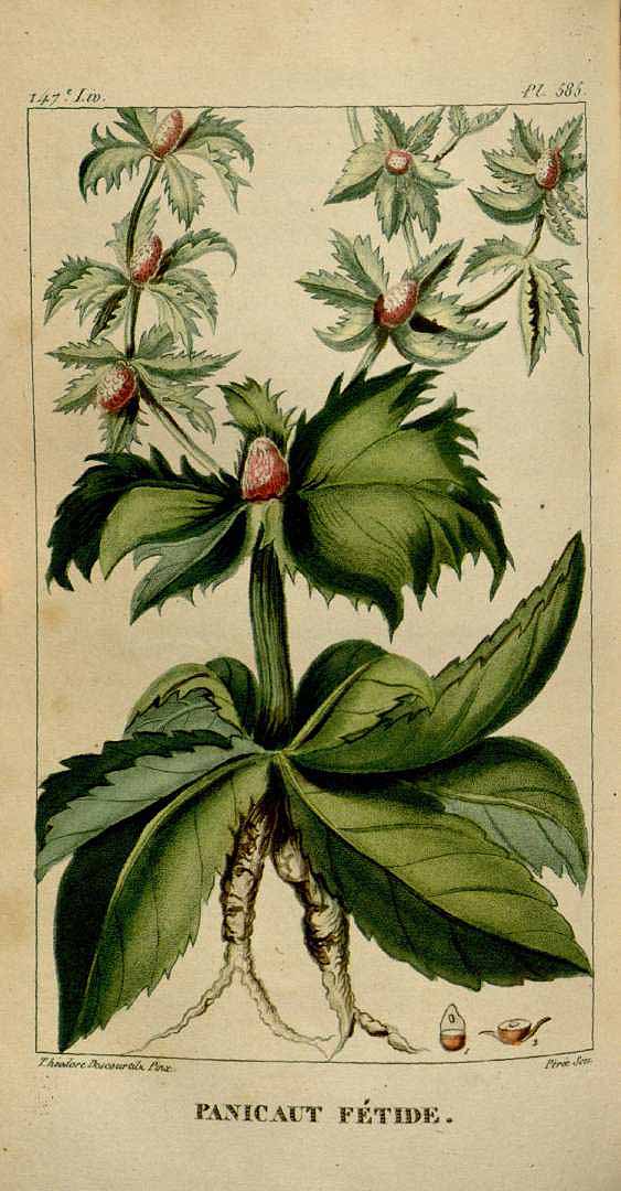 Illustration Eryngium foetidum, Par Descourtilz M.E. (Flore médicale des Antilles, vol. 8: t. 585, 1829) [J.T. Descourtilz], via plantillustrations 