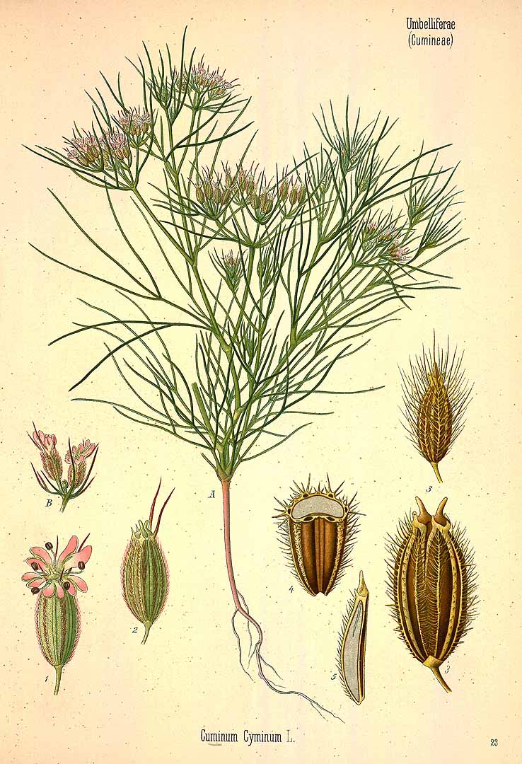 Illustration Cuminum cyminum, Par Köhler F.E. (Medizinal Pflanzen, vol. 3: t. 23, 1890), via plantillustrations 
