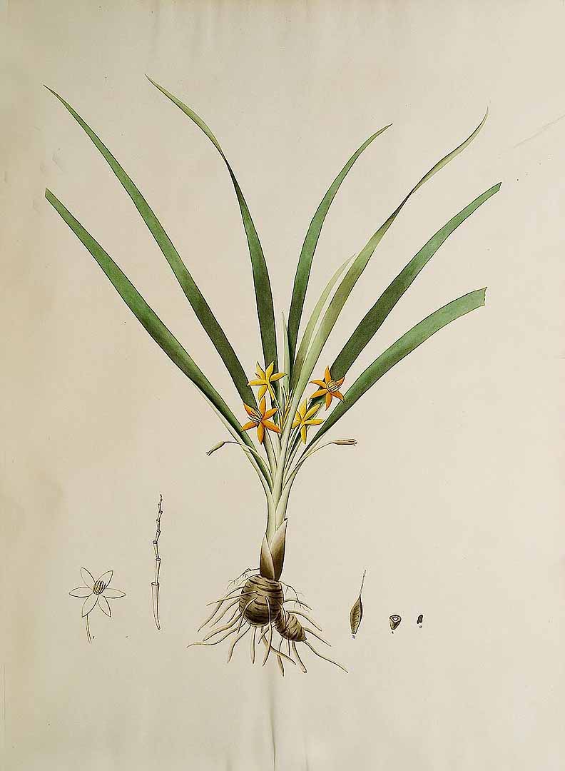 Illustration Curculigo orchioides, Par Kerner, J.S., Hortus sempervirens (1795-1830) Hort. Semperv. vol. 17 (1806), via plantillustrations 
