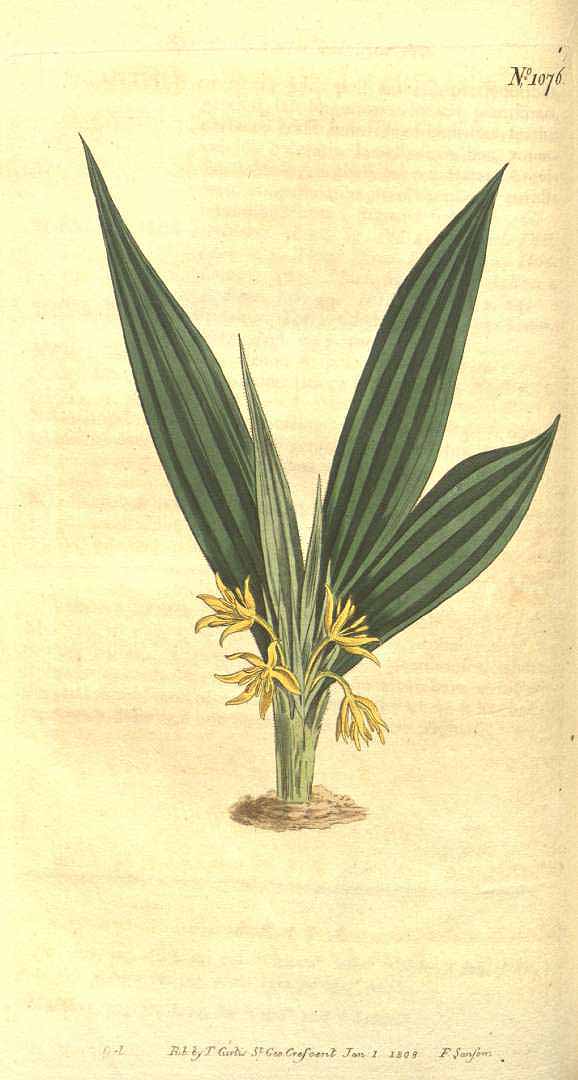 Illustration Curculigo orchioides, Par Curtis, W., Botanical Magazine (1800-1948) Bot. Mag. vol. 27 (1808), via plantillustrations 