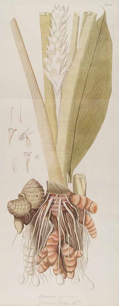 Illustration Curcuma longa, Par Jacquin N.J. von (Hortus botanicus vindobonensis, vol. 3: t. 204, 1776), via plantillustrations 