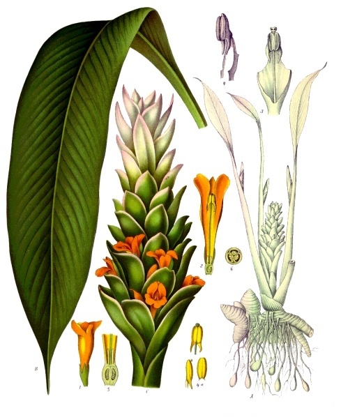Illustration Curcuma longa, Par Franz Eugen Köhler, Köhler's Medizinal-Pflanzen (List of Koehler Images) [domaine public], via wikimedia 