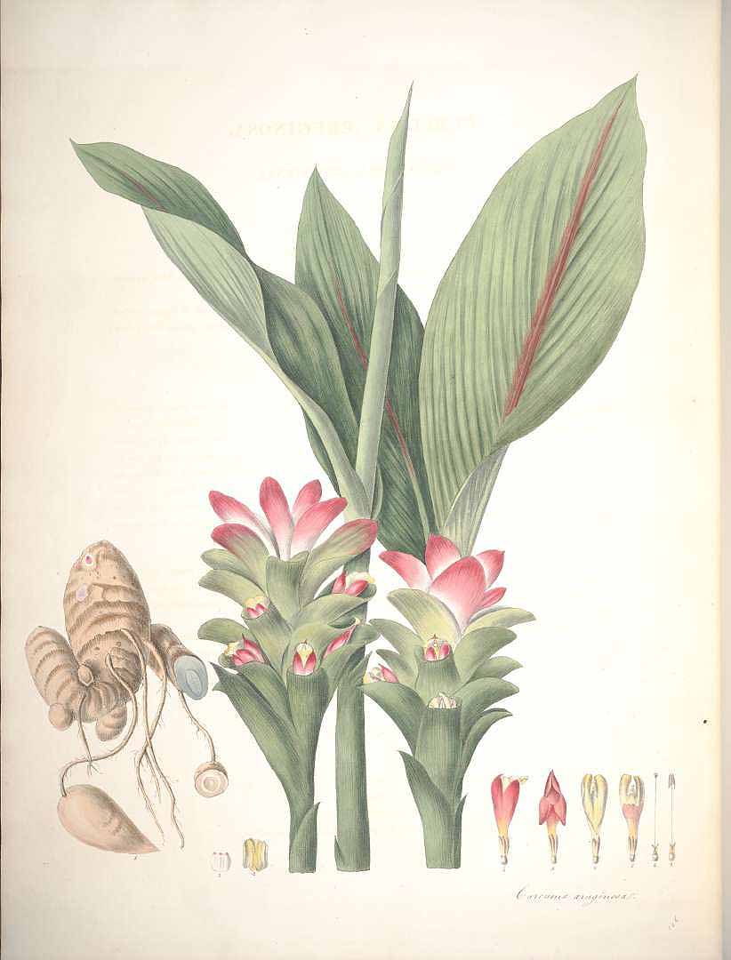 Illustration Curcuma aeruginosa, Par Roscoe W. (Monandrian plants of the order Scitamineae, 1854) [W. Sharp], via plantillustrations 