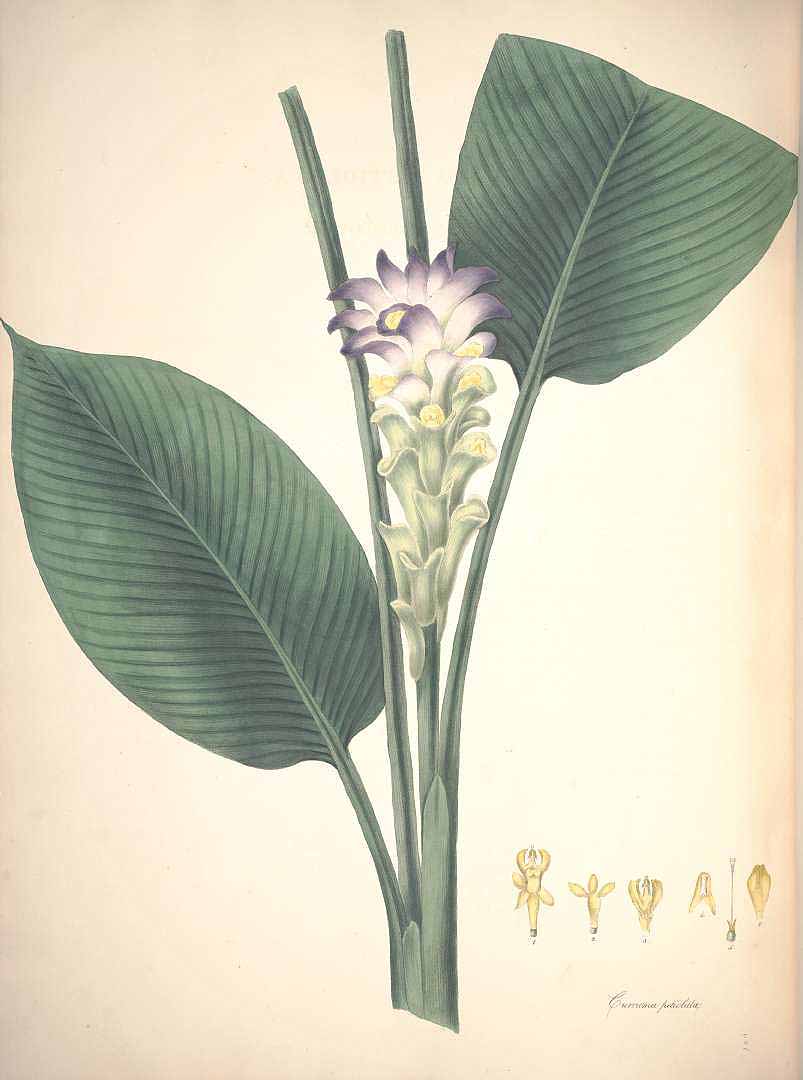 Illustration Curcuma petiolata, Par Roscoe, W. (Monandrian plants of the order Scitamineae, 1854) [W. Sharp], via plantillustrations 