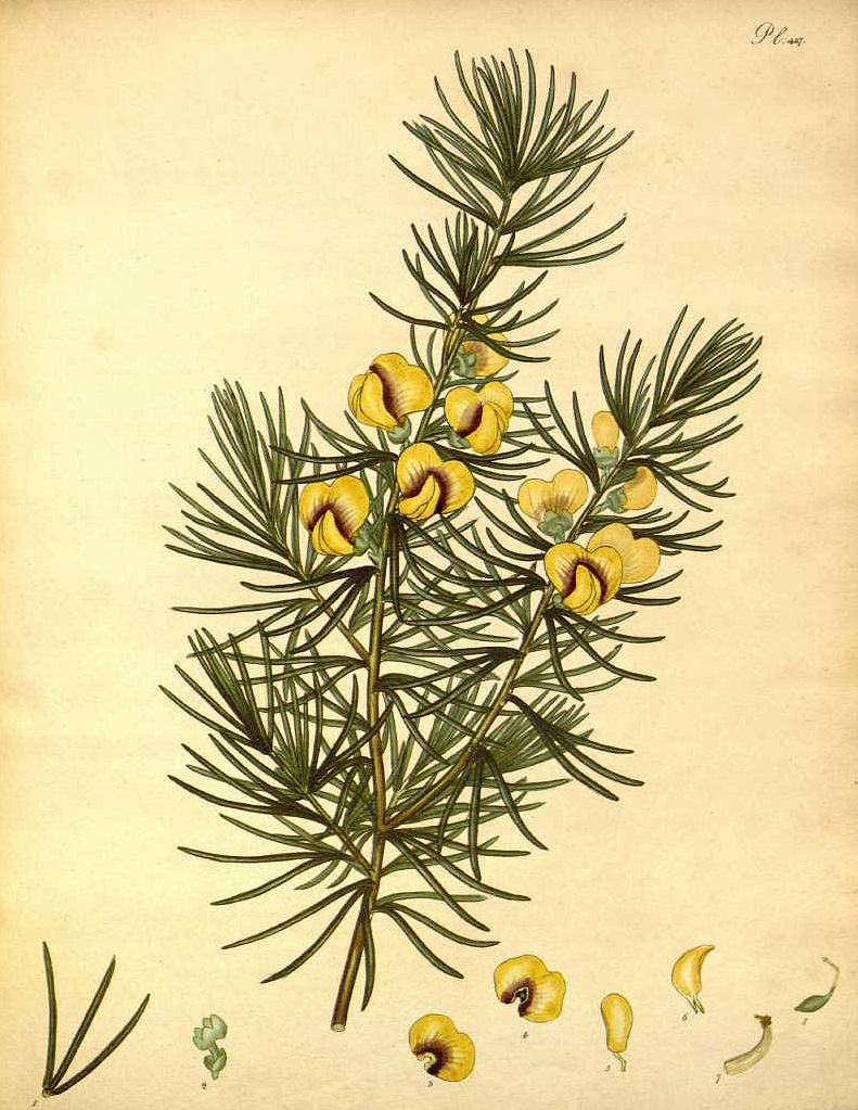 Illustration Cyclopia maculata, Par Andrews H.C. (The botanist´s repository, vol. 6: t. 427, 1804-1805), via plantillustrations 