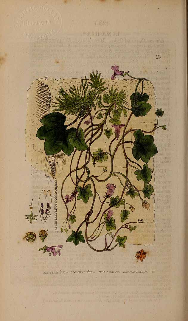 Illustration Cymbalaria muralis, Par Baxter, W., British phaenogamous botany (1834-1843) Brit. Phaen. Bot., via plantillustrations 