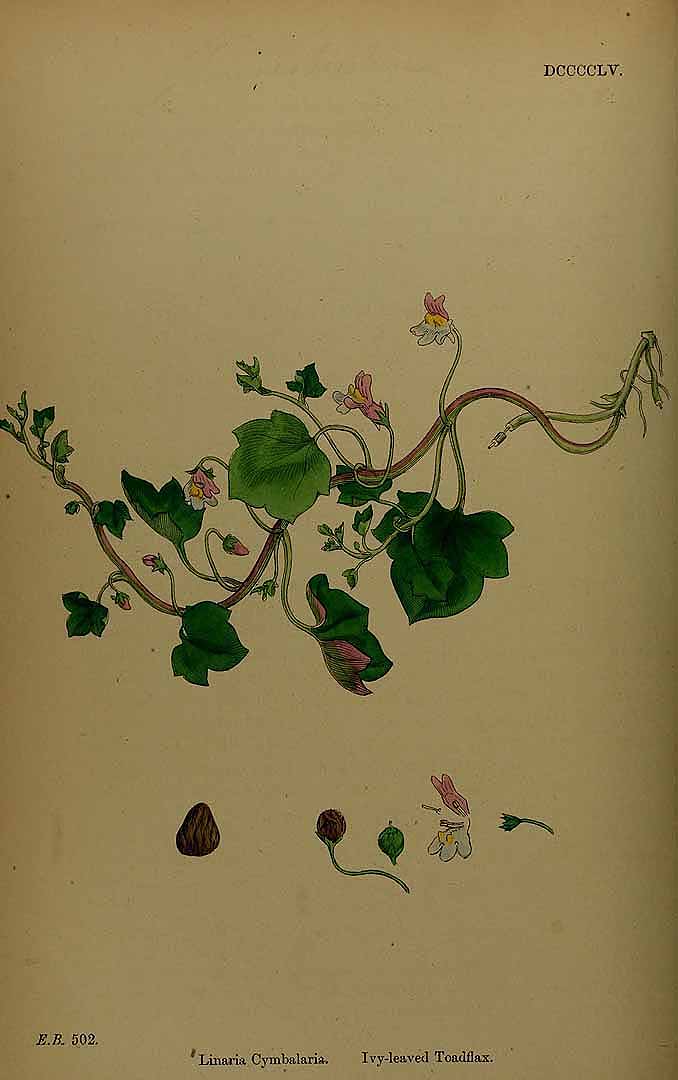 Illustration Cymbalaria muralis, Par Smith, J.E., English botany, or coloured figures of British plants, ed. 3 [B] [J.E. Sowerby et al] (1863-1899) Engl. Bot., ed. 3, via plantillustrations 