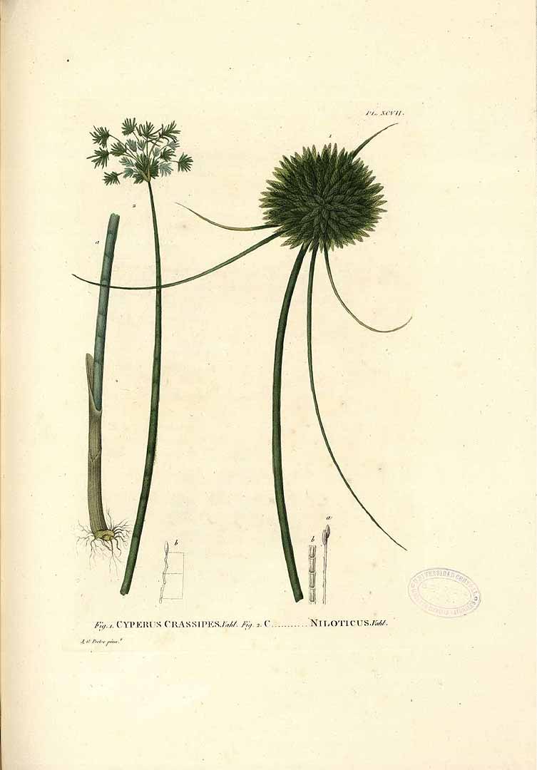 Illustration Cyperus articulatus, Par Palisot de Beauvois, A.M.F.J., Flore d?Oware et de Benin en Afrique (1804-1807) Fl. Oware vol. 2 , via plantillustrations 