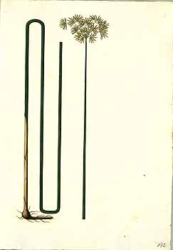 Illustration Cyperus articulatus, Par Mutis, J.C., Drawings of the Royal Botanical Expedition to the new Kingdom of Granada (1783-1816) Draw. Roy. Bot. Exped. Granada (1783), via plantillustrations 