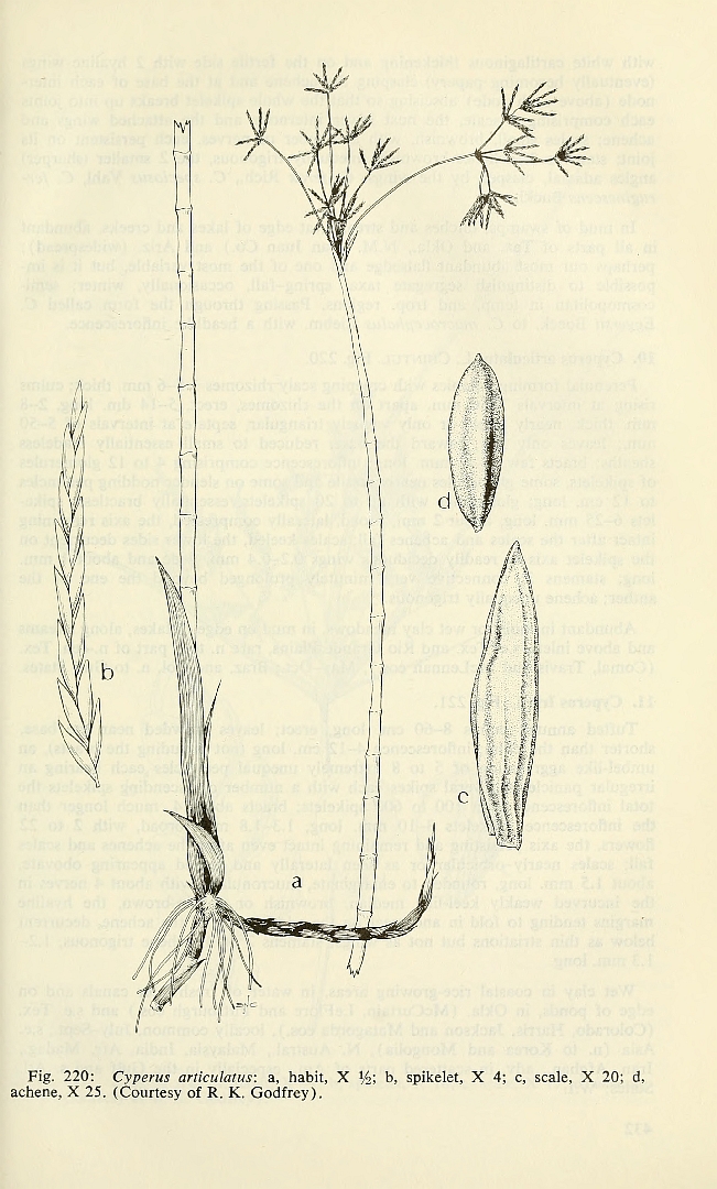 Illustration Cyperus articulatus, Par Correll, D.S., Correll, H.B., Aquatic and wetland plants of southwestern United States (1972) Aquatic Wetl. Pl. SW U.S. (1972), via plantillustrations 