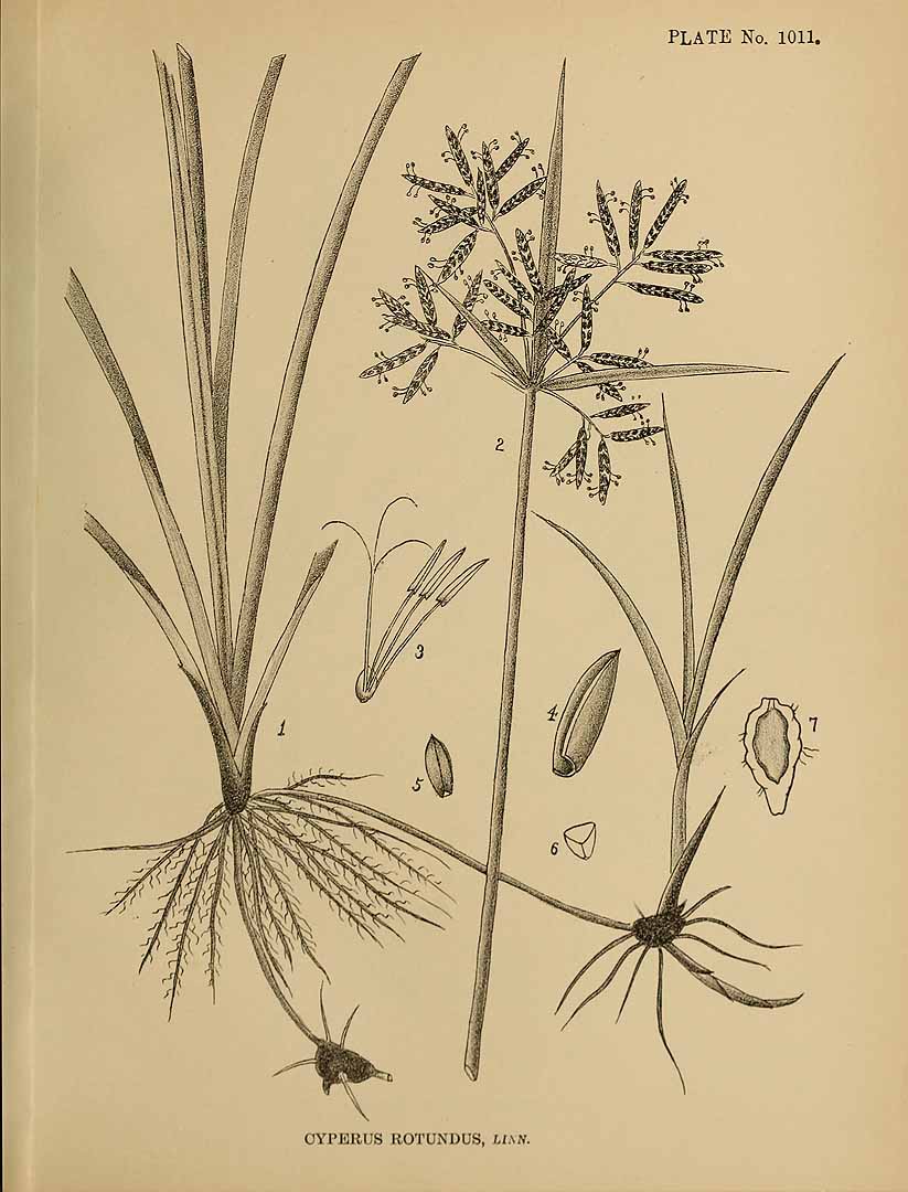 Illustration Cyperus rotundus, Par Indian medicinal plants (vol. 5: t. 1011), via plantillustrations 