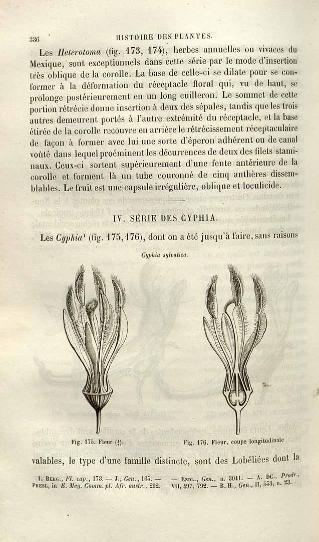 Illustration Cyphia sylvatica, Par Baillon, H.E., Histoire des plantes (1866-1895) Hist. Pl. vol. 8 (1882), via plantillustrations 