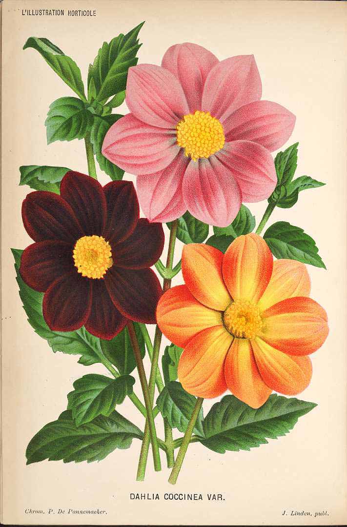 Illustration Dahlia coccinea, Par L? Illustration horticole (1854-1896) Ill. Hort., via plantillustrations 