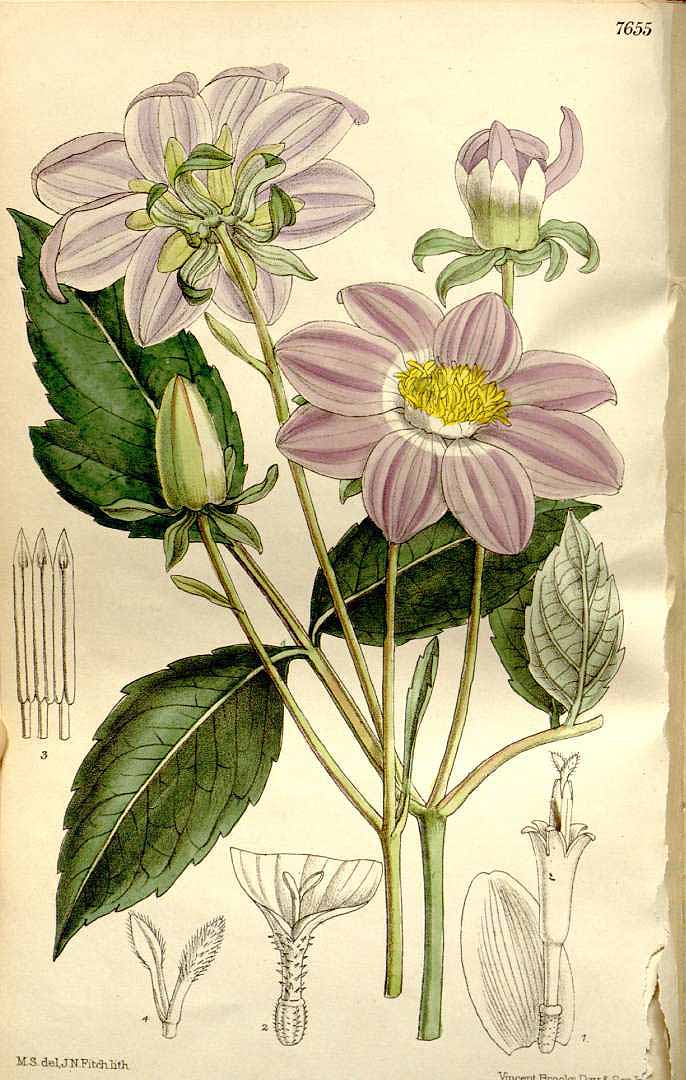 Illustration Dahlia imperialis, Par Curtis´s Botanical Magazine (vol. 125 [ser. 3, vol. 55]: t. 7655, 1899) [M. Smith], via plantillustrations 