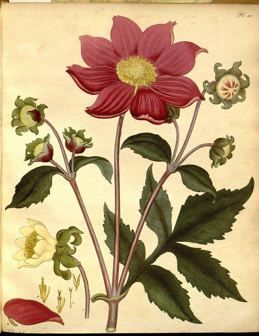 Illustration Dahlia pinnata f. cactus, Par Andrews, H.C., botanist?s repository (1797-1814) Bot. Repos. vol. 6 (1804), via plantillustrations 