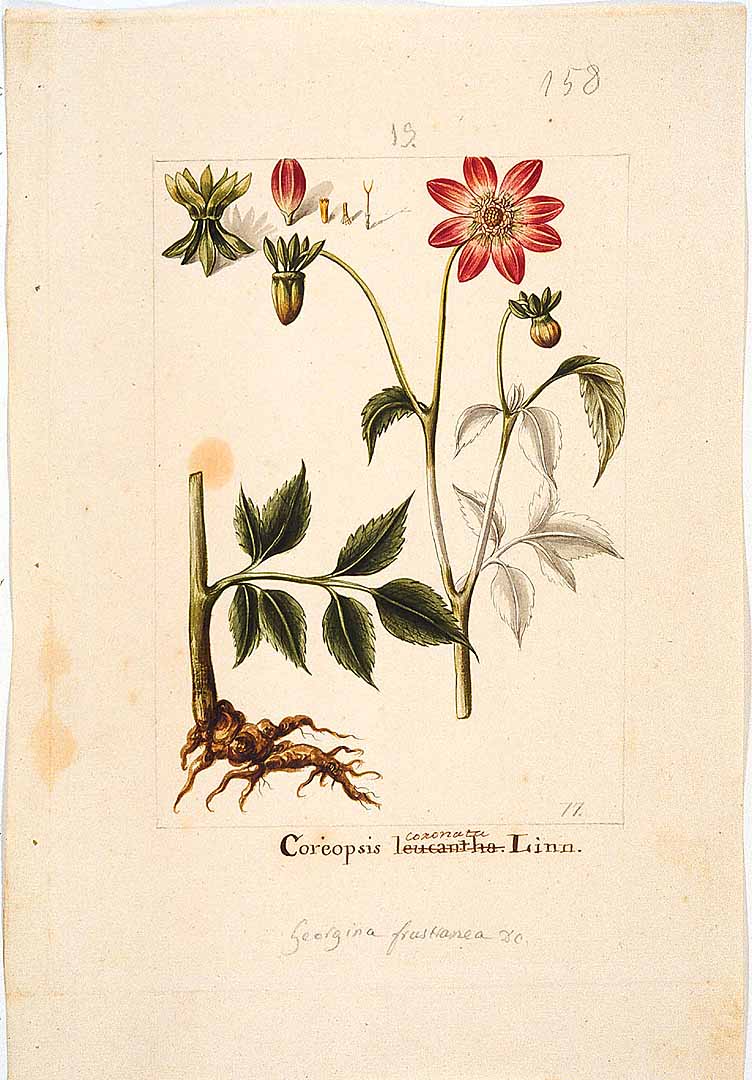 Illustration Dahlia pinnata f. cactus, Par Sessé, M., Mociño, M., Drawings from the Spanish Royal Expedition to New Spain (1787?1803) (1787-1803) Draw. Roy. Exped. New Spain (1787), via plantillustrations 