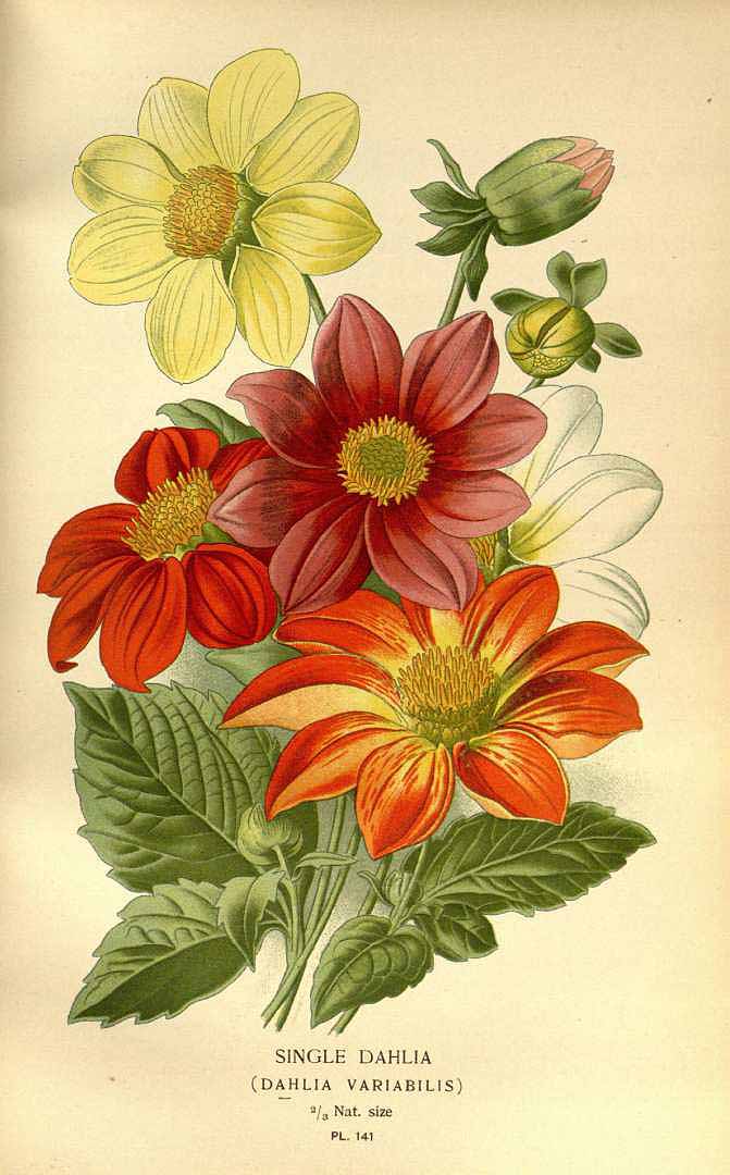 Illustration Dahlia pinnata, Par Step, E., Bois, D., Favourite flowers of garden and greenhouse (1896-1897) Favourite Fl. vol. 2 (1896), via plantillustrations 