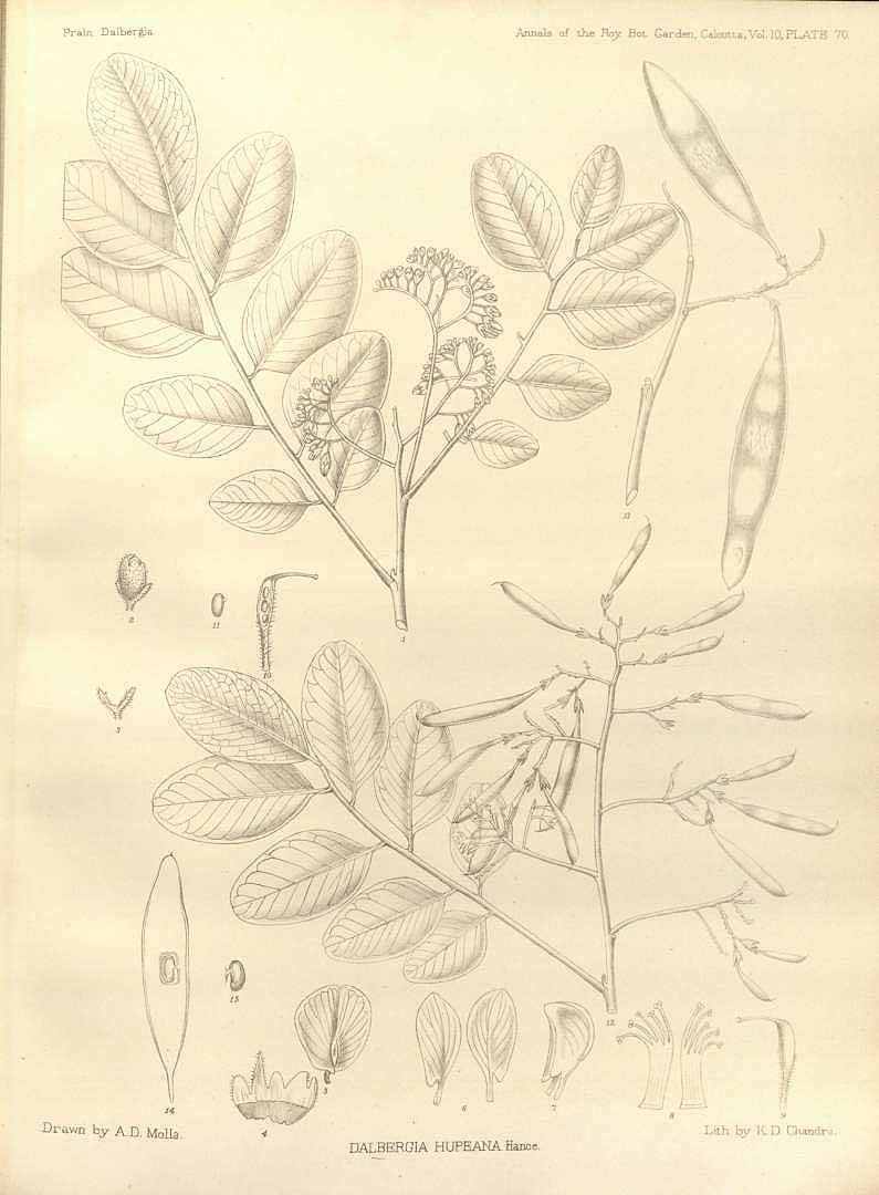 Illustration Dalbergia hupeana, Par Annals of the Royal Botanic Garden, Calcutta, (vol. 10(1): t. 70, 1906), via plantillustrations 