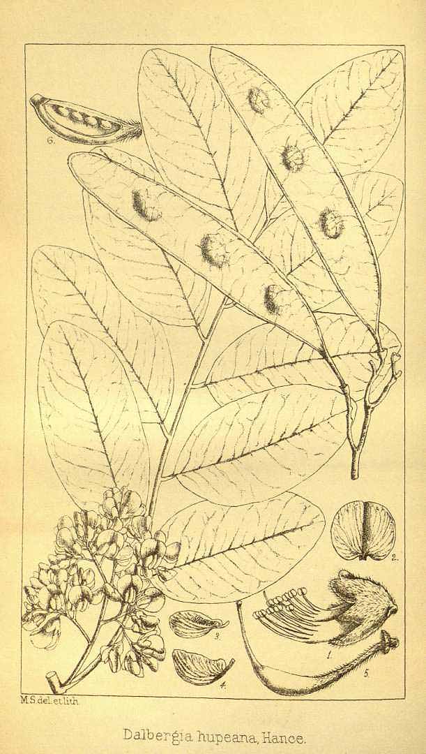 Illustration Dalbergia hupeana, Par Bulletin of Miscellaneous Information, (vol. 1903: p. 25, 1903) [M. Smith], via plantillustrations 