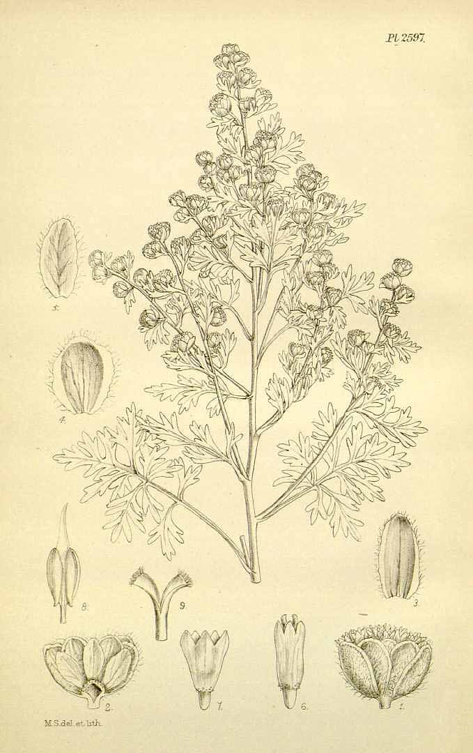 Illustration Artemisia pallens, Par Hooker, W.J., Hooker, J.D., Icones Plantarum [Hooker?s Icones plantarum] (1837-1922) Icon. Pl. vol. 26 (1899), via plantillustrations 