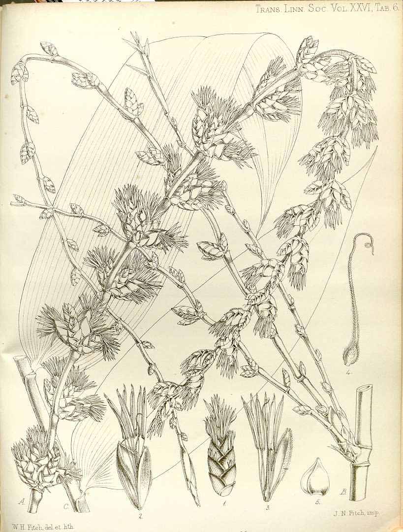 Illustration Dendrocalamus latiflorus, Par Transactions of the Linnean Society of London (1791-1875) Trans. Linn. Soc. London vol. 26 (1870), via plantillustrations 