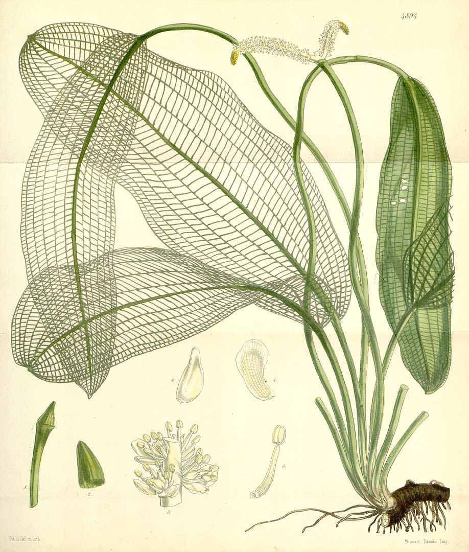 Illustration Aponogeton madagascariensis, Par Curtis, W., Botanical Magazine (1800-1948) Bot. Mag. vol. 82 (1856), via plantillustrations 