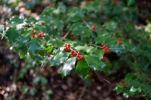 Zoom illustration 17266_Ilex_aquifolium_wikimedia_Ilex_aquifolium_fruits_4.jpg