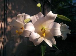 Zoom illustration 19284_Lilium_brownii_wikimedia_Lilium_brownii_var._viridulum-IMG_20170517_074708.jpg