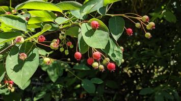 Zoom illustration 2391_Amelanchier_canadensis_wikimedia_Fruits_de_l'amélanchier_du_Canada.jpg