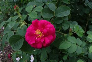 Zoom illustration 28503_Rosa_gallica_wikimedia_1280px-Ros_Gallica_officinalis_3982.jpg