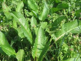 Zoom illustration 29093_Rumex_obtusifolius_wikimedia_20170408Rumex_obtusifolius1.jpg