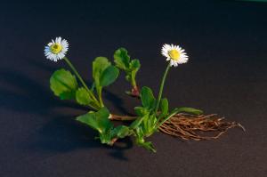 Zoom illustration 4706_Bellis_perennis_wikimedia_Bellis_perennis_full_plant.jpg