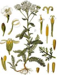 Zoom illustration achillea_millefolium-wikimedia.jpg