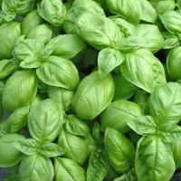 Zoom illustration basilic_genovese.jpg