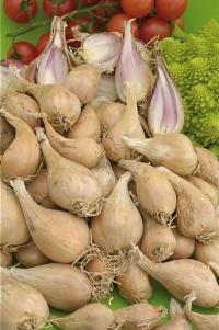Zoom illustration echalote_grise_griselle.jpg